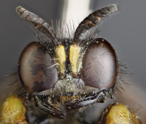 Crabro peltatus